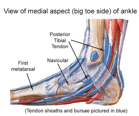 tibialis posterior tendon sheath